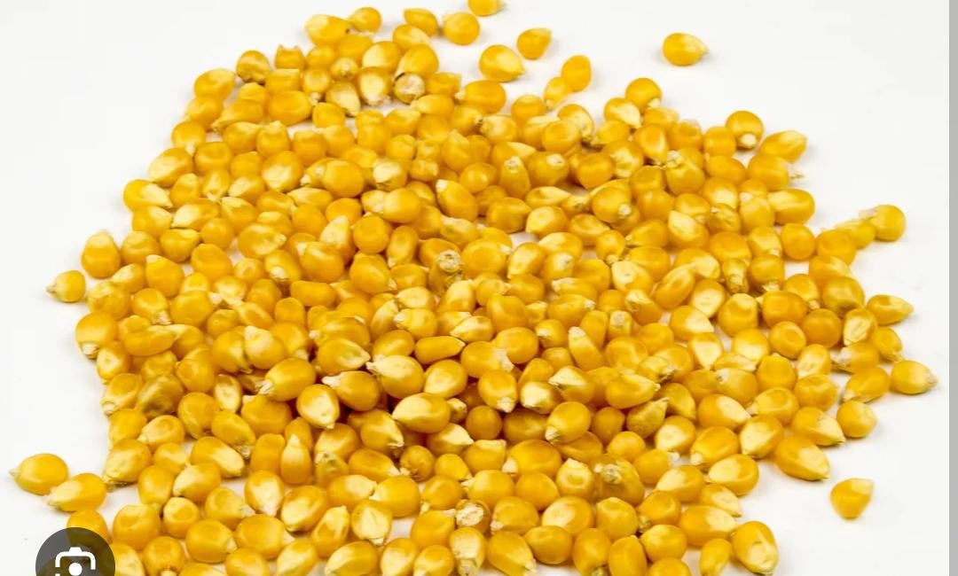 Maize